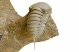 Very Rare Ghostly-White Remopleurides Trilobite - Russia #360298-2